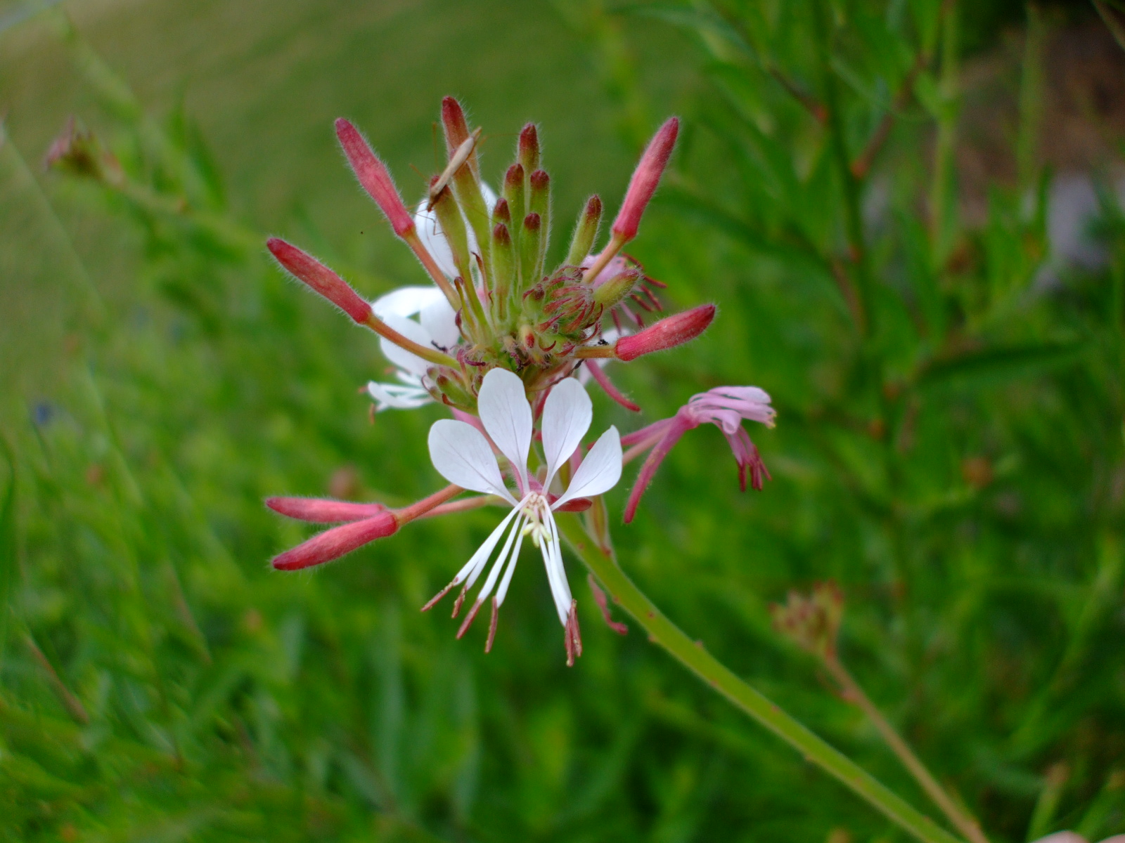 Gaura biennis